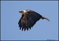 _0SB8972 american bald eagle